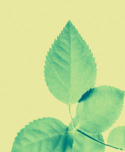leaf