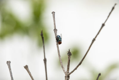 Close-up of insect on plant