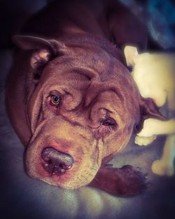 Close-up portrait of a dog