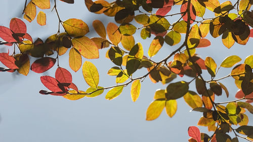 Low angle view of leaves against sky