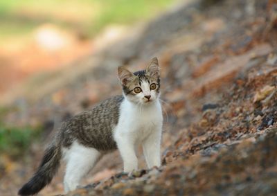 Portrait of cat looking at camera