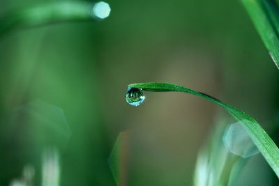 Close-up of water drop on leaf