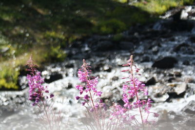 Close-up of bee on purple flower