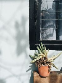 Potted cactus plant on wood by window