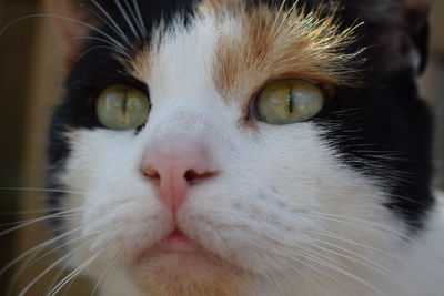 Close-up portrait of cat