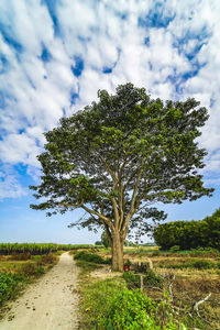 Tree on field against sky