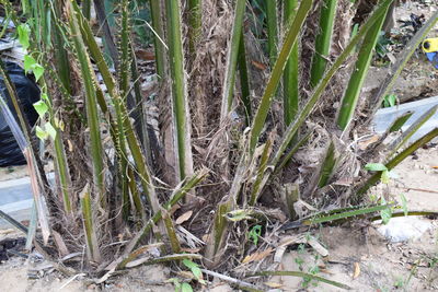 High angle view of bamboo on field