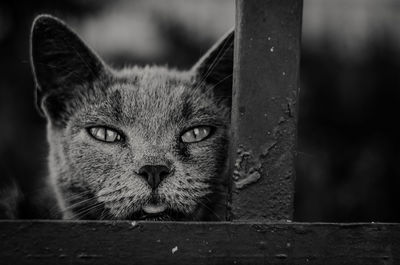Close-up portrait of cat by fence
