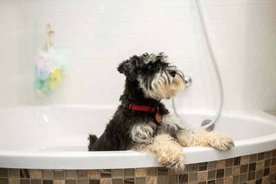 A miniature schnauzer puppy of black and silver color stands in the bathroom after a walk