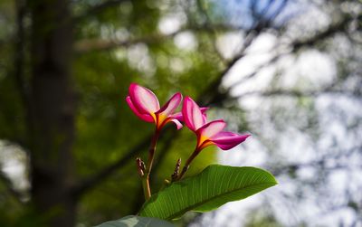 Close-up of pink flowers