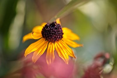 Close-up of yellow flower