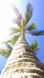 Low angle view of palm trees against blue sky