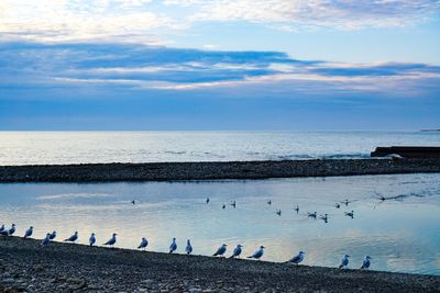 Flock of birds on beach