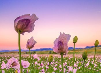 Close-up of purple flowers blooming against sky