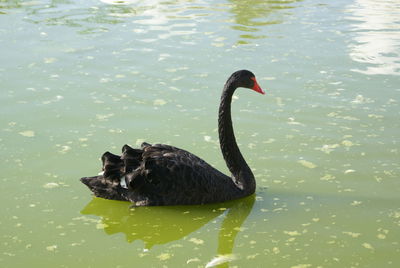 Swan swimming on lake