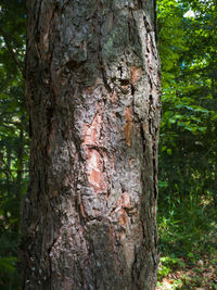 Close-up of heart shape on tree trunk in forest