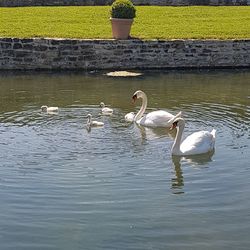 Swan swimming in lake