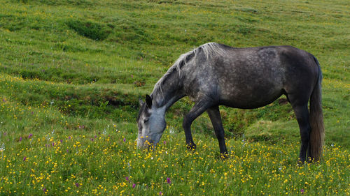 A lone beautiful gray horse eating grass in a high mountain pasture. close-up. lush green grass