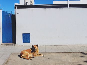 Portrait of dog