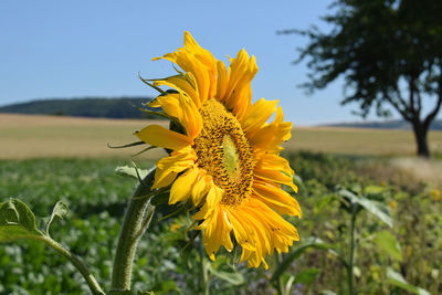 Close-up of yellow sunflower on field