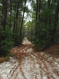 Dirt road passing through forest