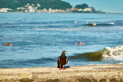 View of bird on beach