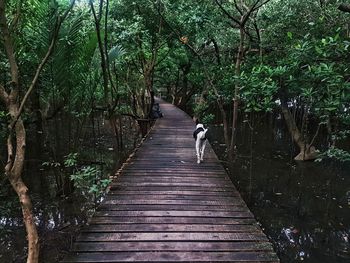Boardwalk amidst trees in forest