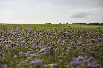 Scenic view of lavender field against sky