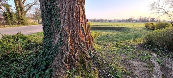 Scenic view of trees growing on field against sky