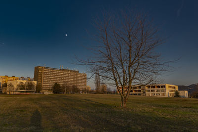 Bare tree on field against buildings