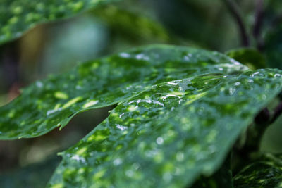 Close-up of wet plant