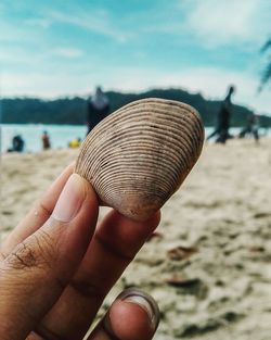 Cropped hand holding seashell at beach