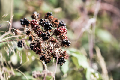 Close-up of wilted plant