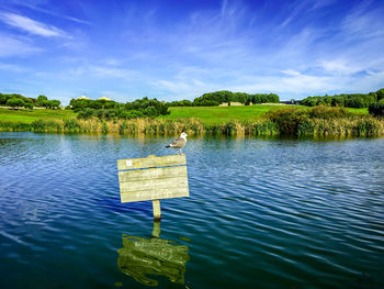 Birds perching on tree by lake against sky