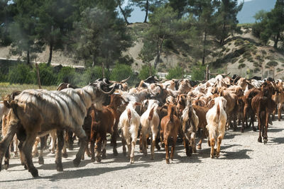 Goats in a farm at turkey