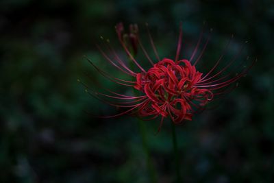 Close-up of red flowering plant