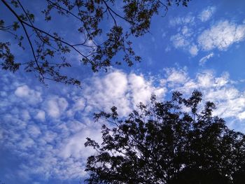 Low angle view of silhouette tree against sky