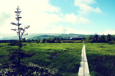 Scenic view of field against sky