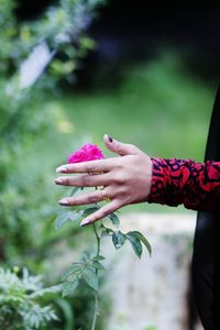Midsection of woman holding pink flowering plant
