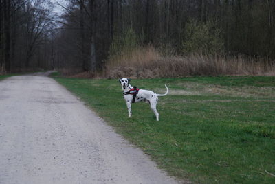 Dog running on road