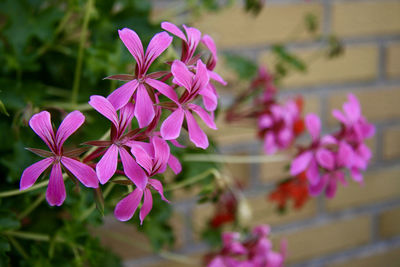 Close-up of pink flowering plant