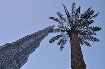 Low angle view of palm tree against clear blue sky