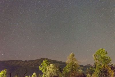 Low angle view of trees against sky at night