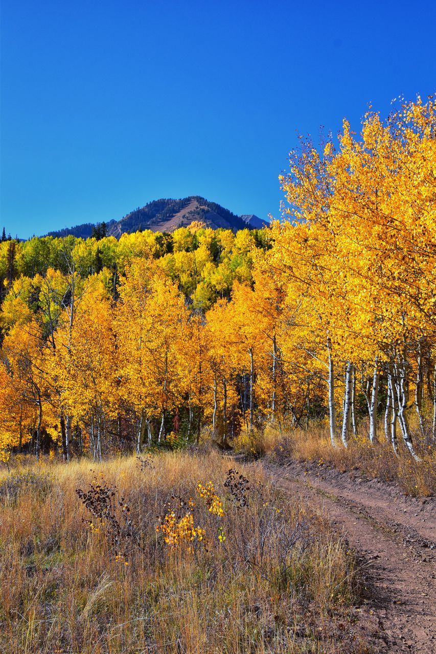 plant, tree, autumn, beauty in nature, landscape, sky, scenics - nature, nature, land, environment, yellow, leaf, tranquility, no people, tranquil scene, clear sky, blue, prairie, non-urban scene, flower, wilderness, mountain, growth, day, outdoors, meadow, rural scene, rural area, forest, idyllic, field, grass, sunny, sunlight, natural environment, orange color, morning, remote, pine woodland, pinaceae, coniferous tree