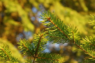 Close-up of pine tree leaves