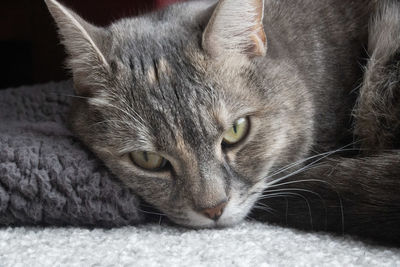 Close-up portrait of a cat