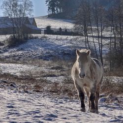 Horse on snow covered landscape
