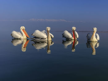 Swans swimming in lake