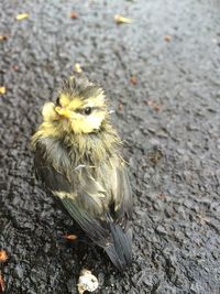 High angle view of a baby bluetit fledgling 