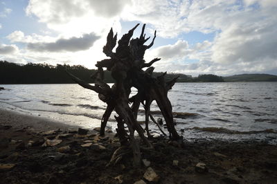 Driftwood on beach against sky during sunset